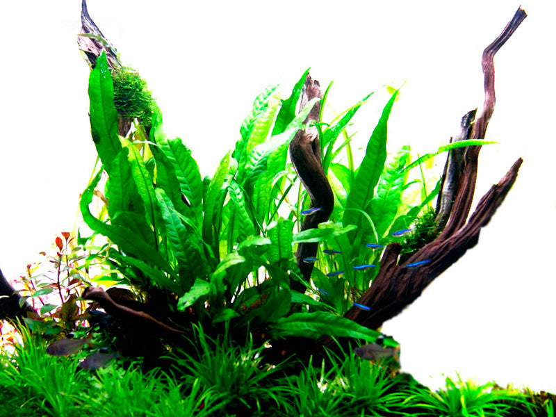 Microsorum pteropus Tropica Java Fern