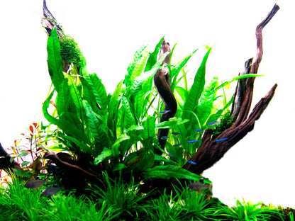 Microsorum pteropus Tropica Java Fern
