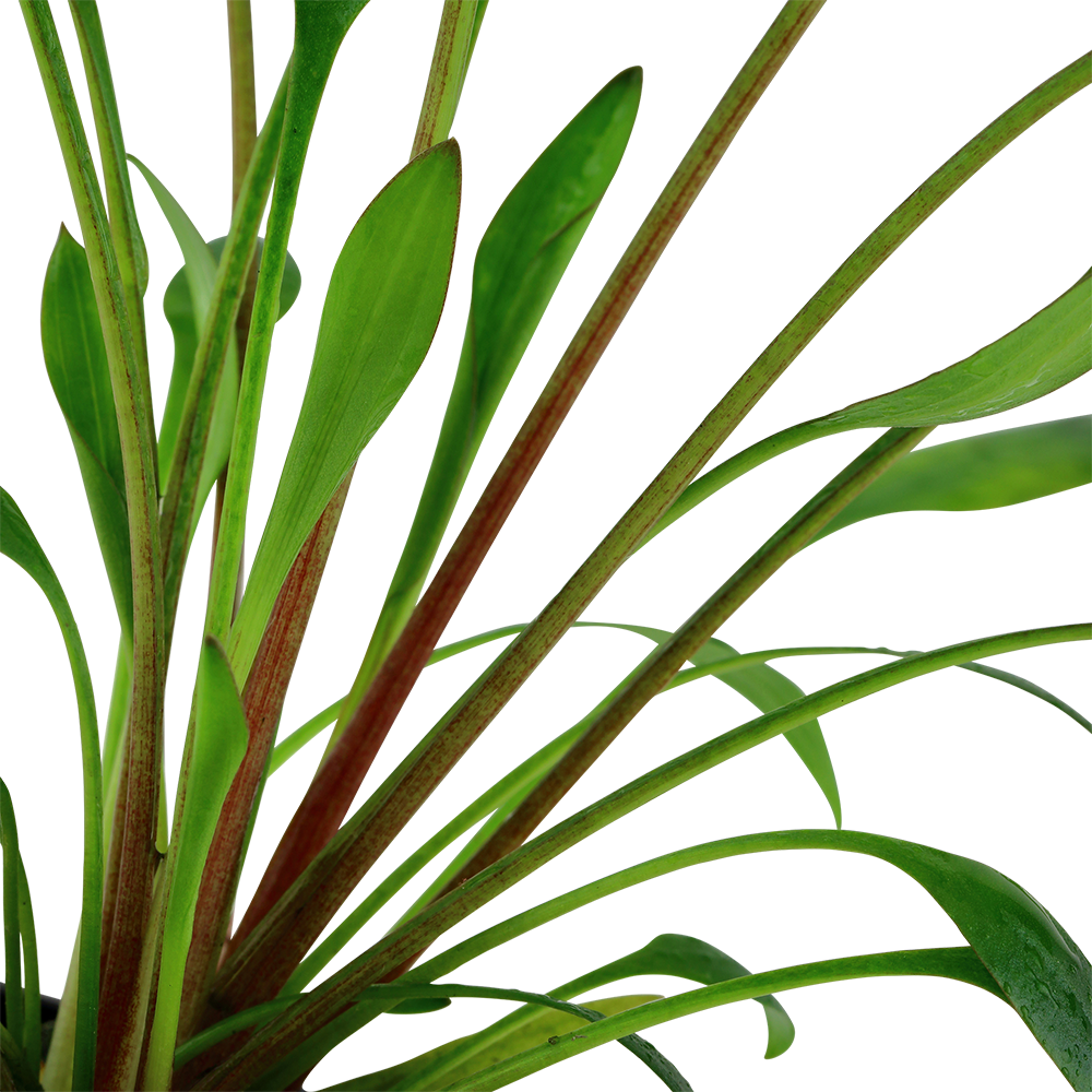 Cryptocoryne willissii AQUADIP