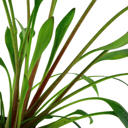 Cryptocoryne willissii AQUADIP
