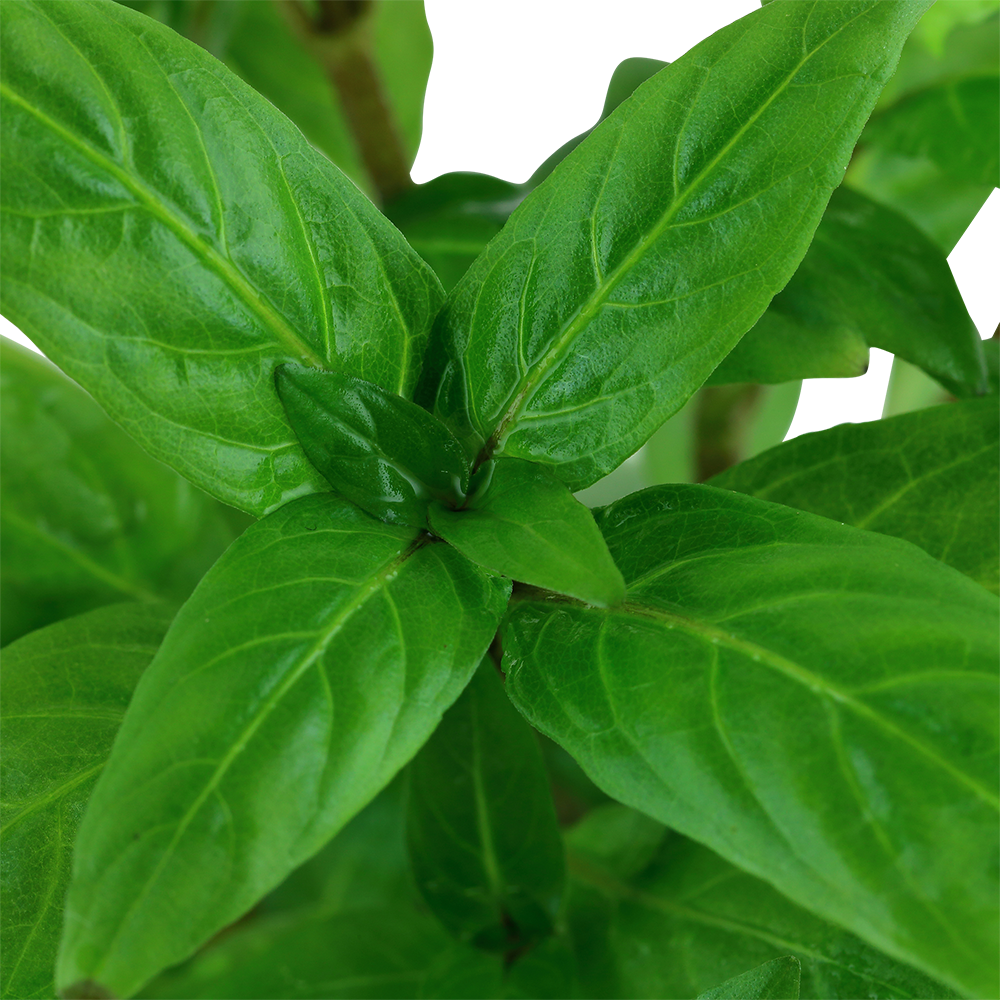 Staurogyne repens Tropica (Single Package)