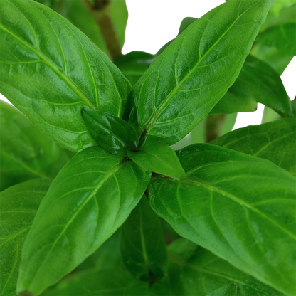 Staurogyne repens Tropica (Single Package)