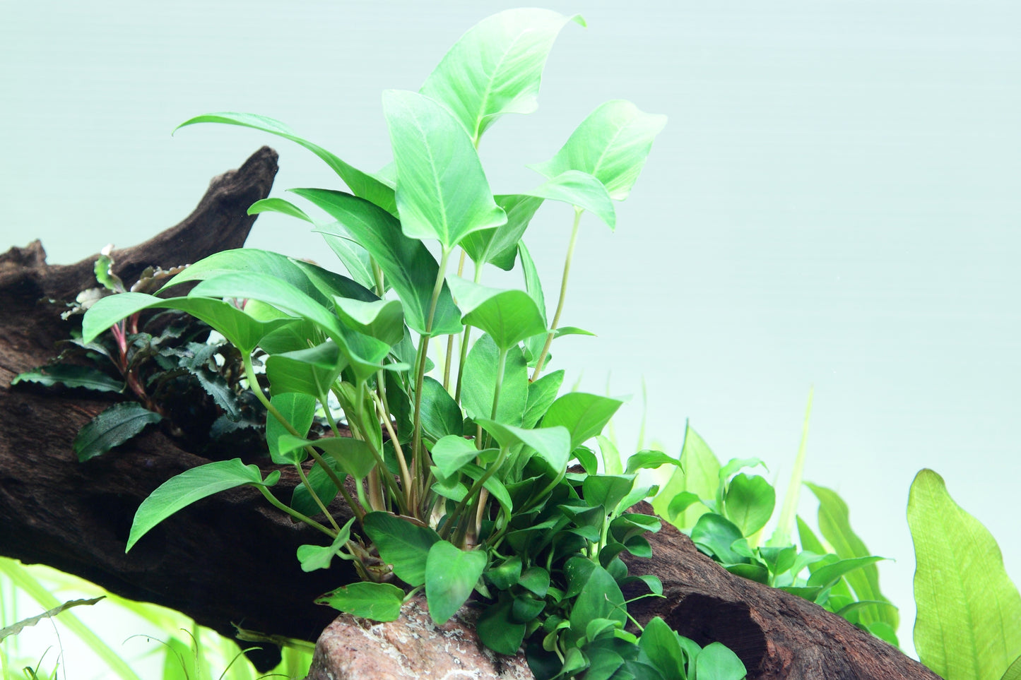 Anubias gracilis Tropica