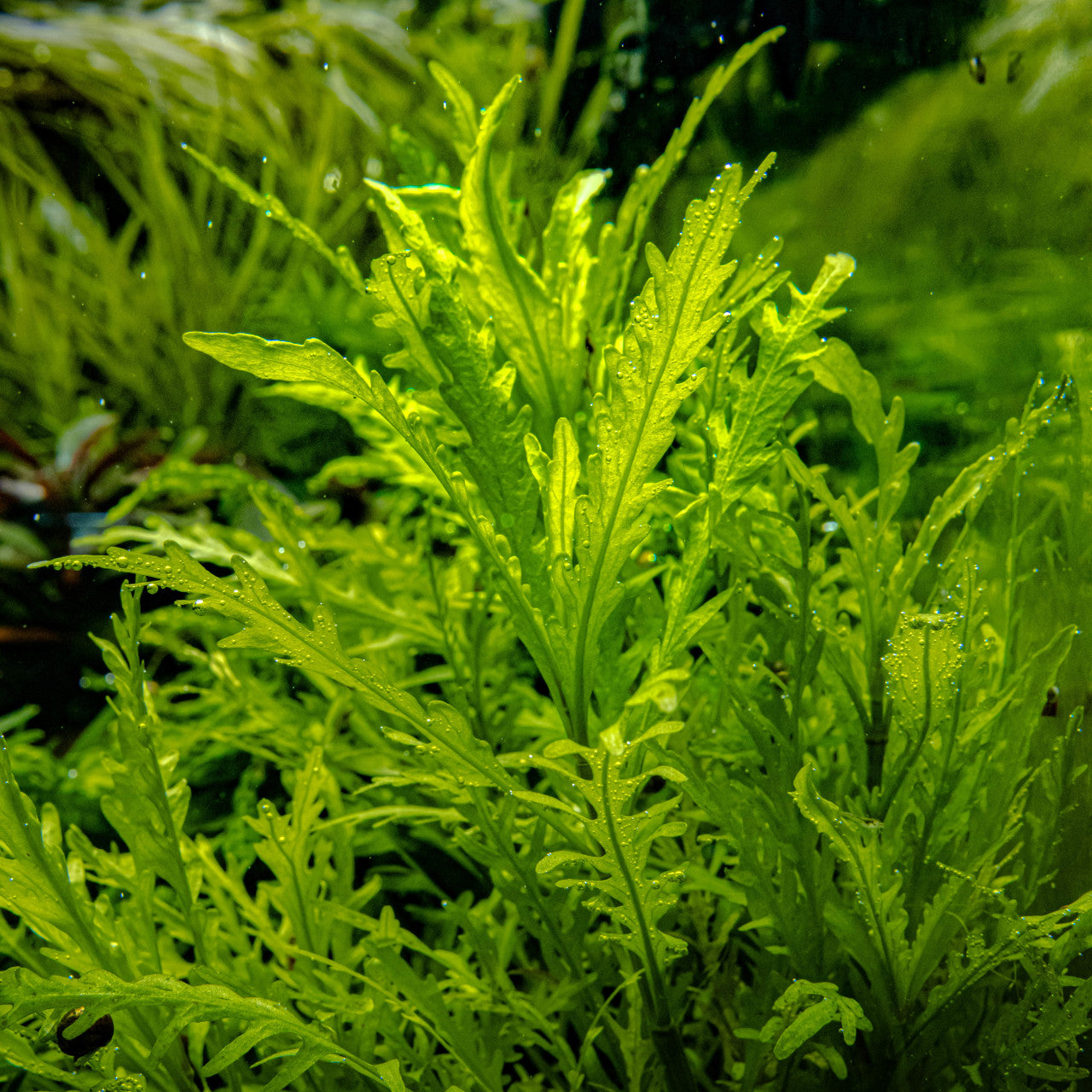 Tropica Hygrophila odora 1-2-GROW