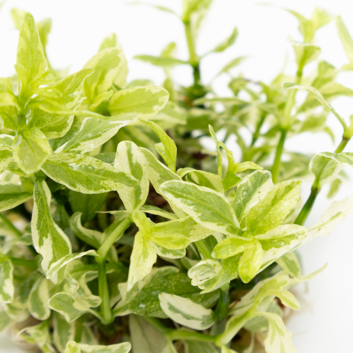 Tropica Hygrophila polysperma ‘White’ 1-2-GROW