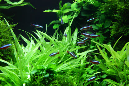 Helanthium 'Quadricostatus' Tropica