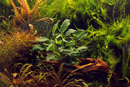 Anubias nana Kirin Tropica