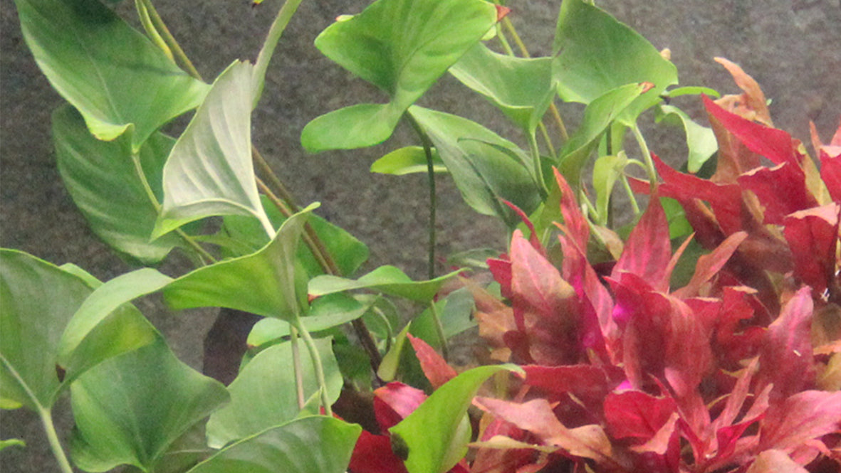Anubias gracilis Tropica