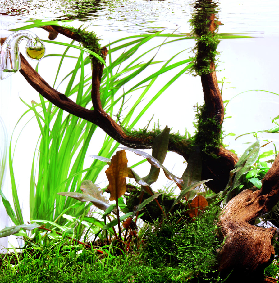 Cyperus helferi Tropica