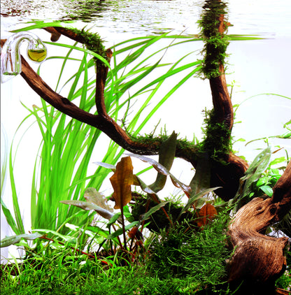 Cyperus helferi Tropica