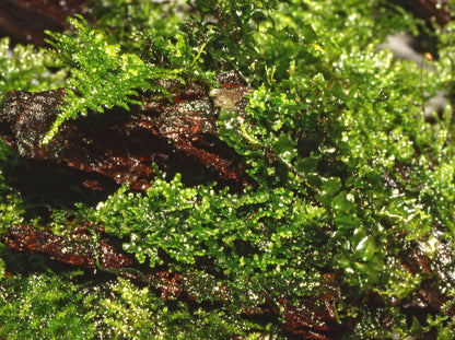 Tropica Riccardia chamedryfolia 1-2-GROW