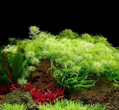 Myriophyllum mattogrossense Tropica