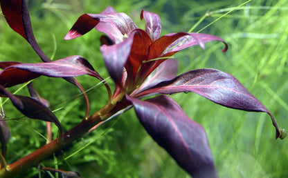 Ludwigia glandulosa Tropica