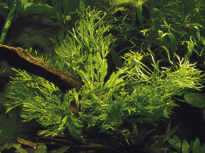 Microsorum pteropus sp. Windelov AQUADIP