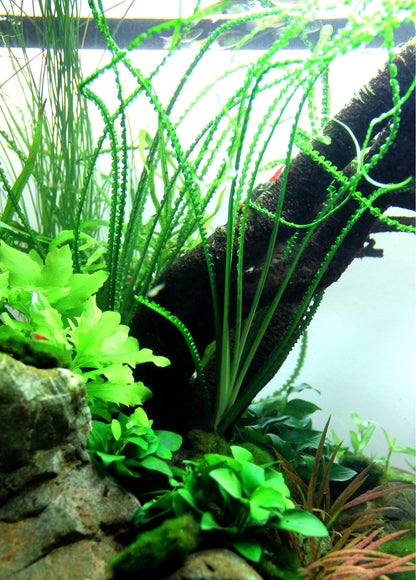 Crinum calamistratum Tropica