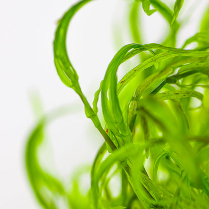 Tropica Najas guadalupensis 'Guppy Grass' 1-2-GROW