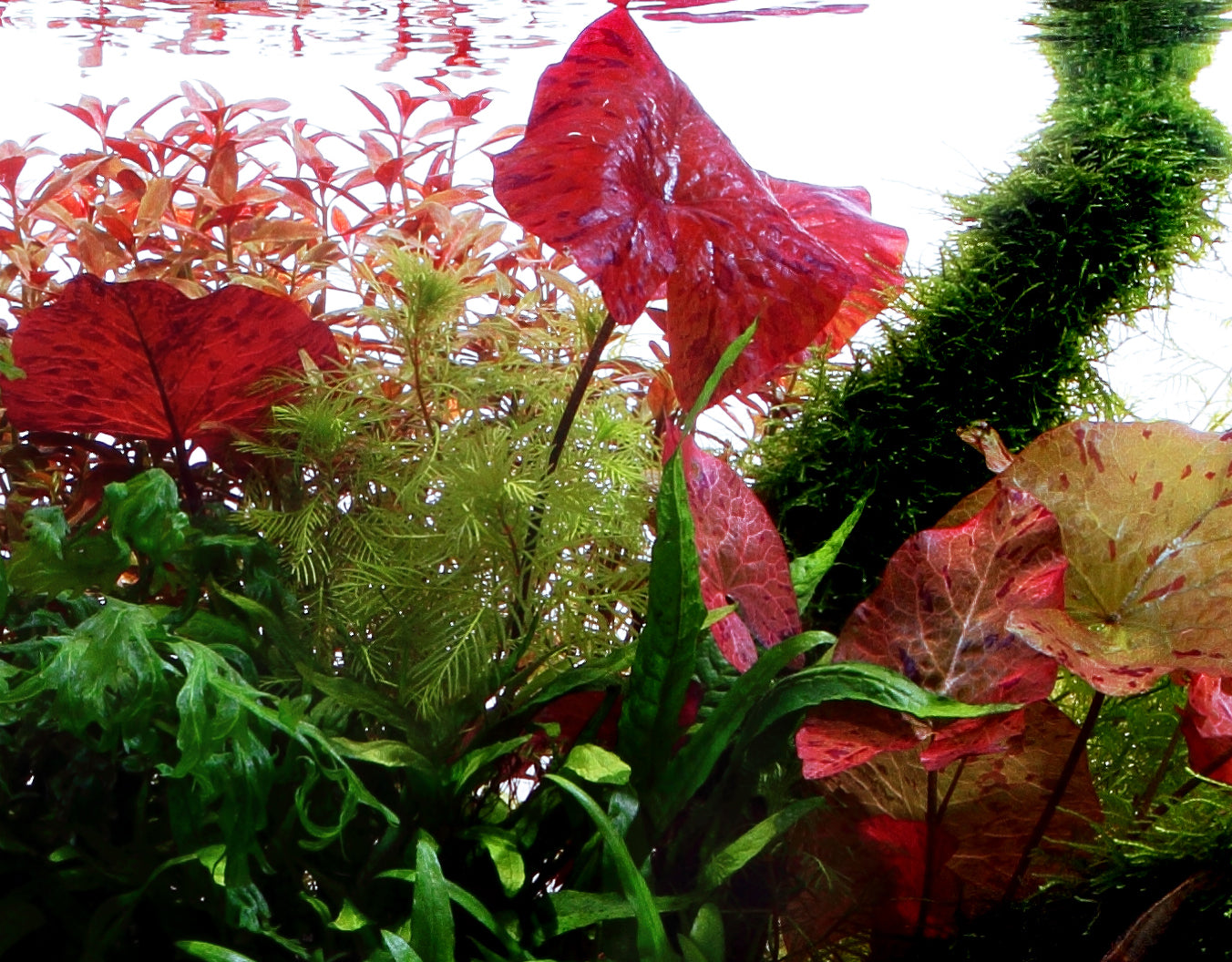 Nymphaea Lotus Tropica