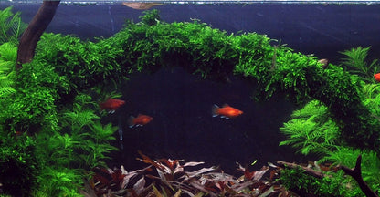 Tropica Vesicularia ferriei Weeping Moss PORTION