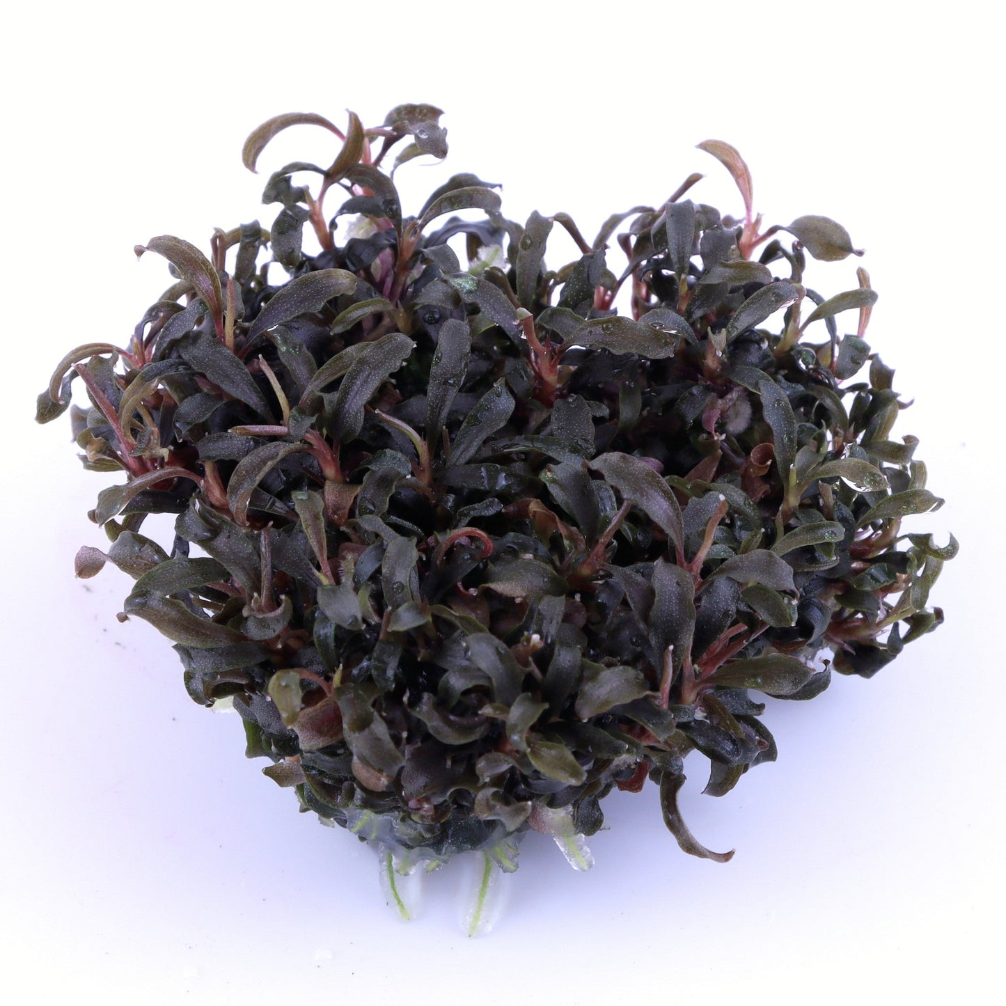 Dennerle Bucephalandra Kedagang Plant-It