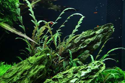 Hygrophila pinnatifida Tropica