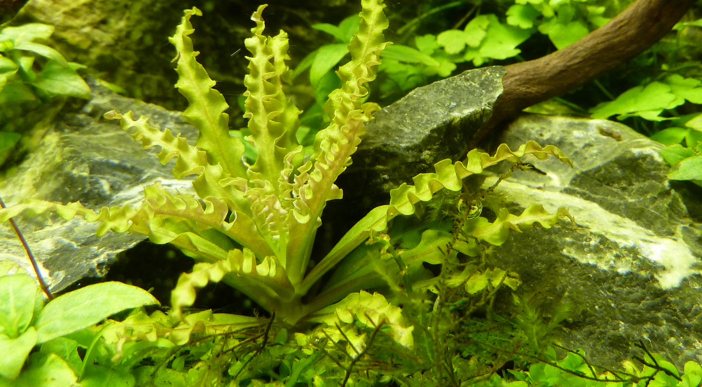 Pogostemon helferi Tropica