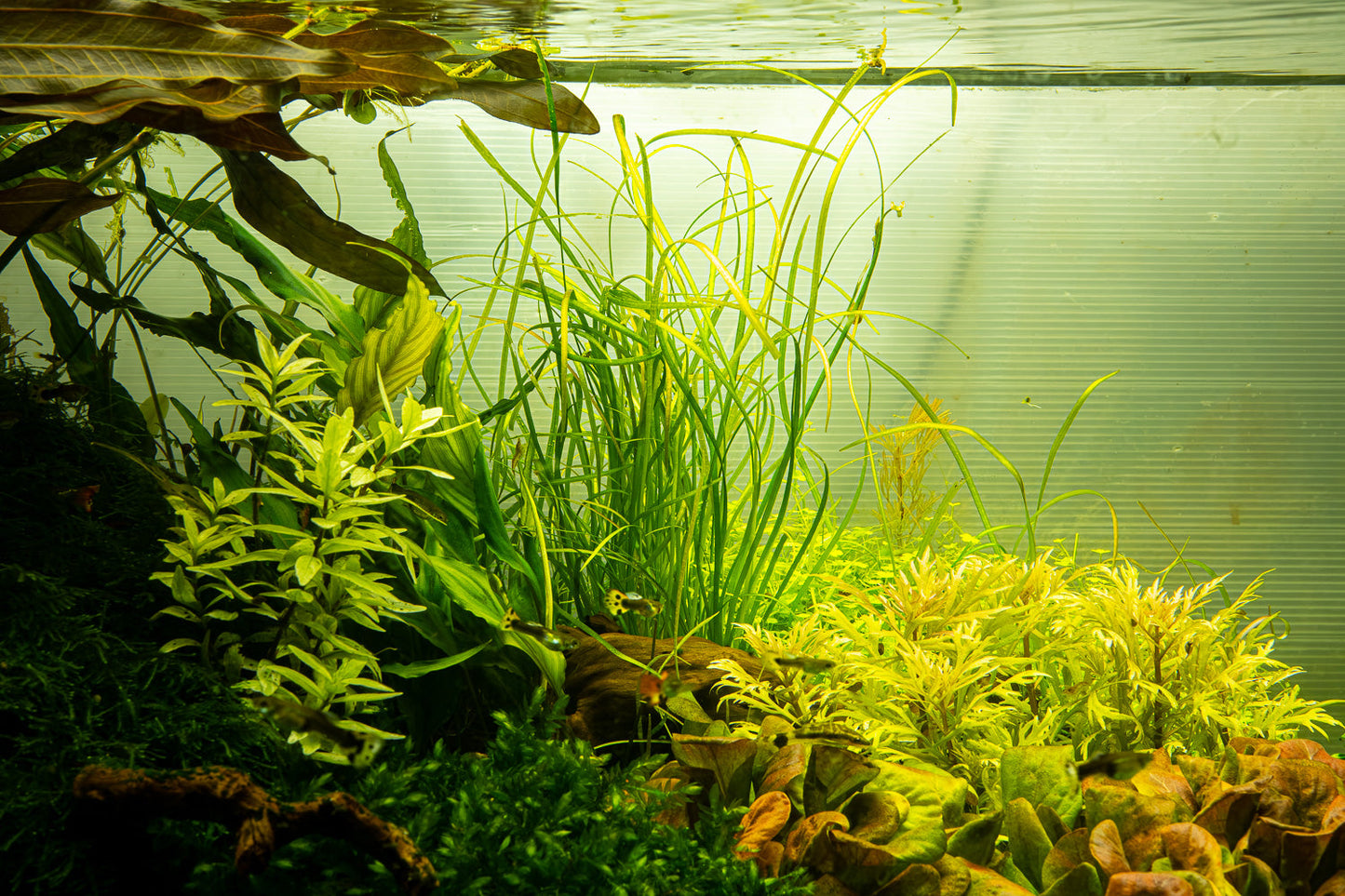 Tropica Sagittaria subulata Needle Leaf 1-2-GROW