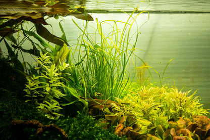 Tropica Sagittaria subulata Needle Leaf 1-2-GROW