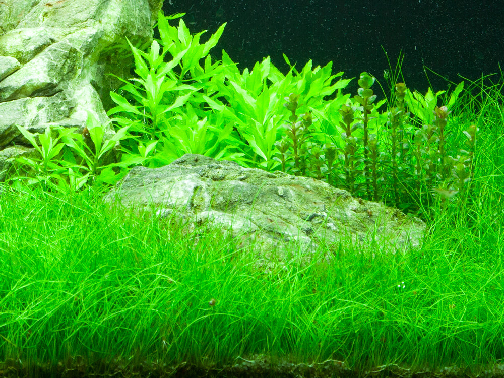 Eleocharis parvula Tropica