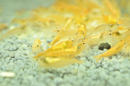 Yellow Shrimp