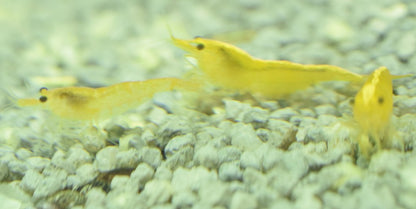 Yellow Shrimp