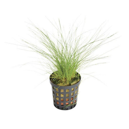 Eleocharis acicularis PC Aquafleur
