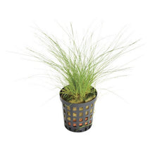 Eleocharis acicularis PC Aquafleur
