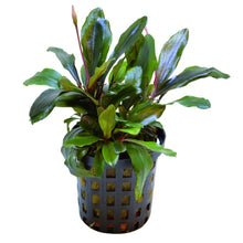 Bucephalandra Theia Green Aquafleur