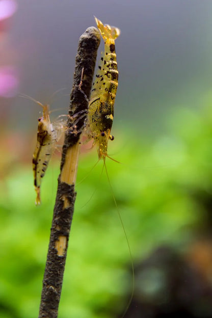 Ceramic Nature Shrimp Stick Lollies