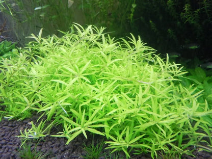 Easy Grow Limnophila Vietnam mini