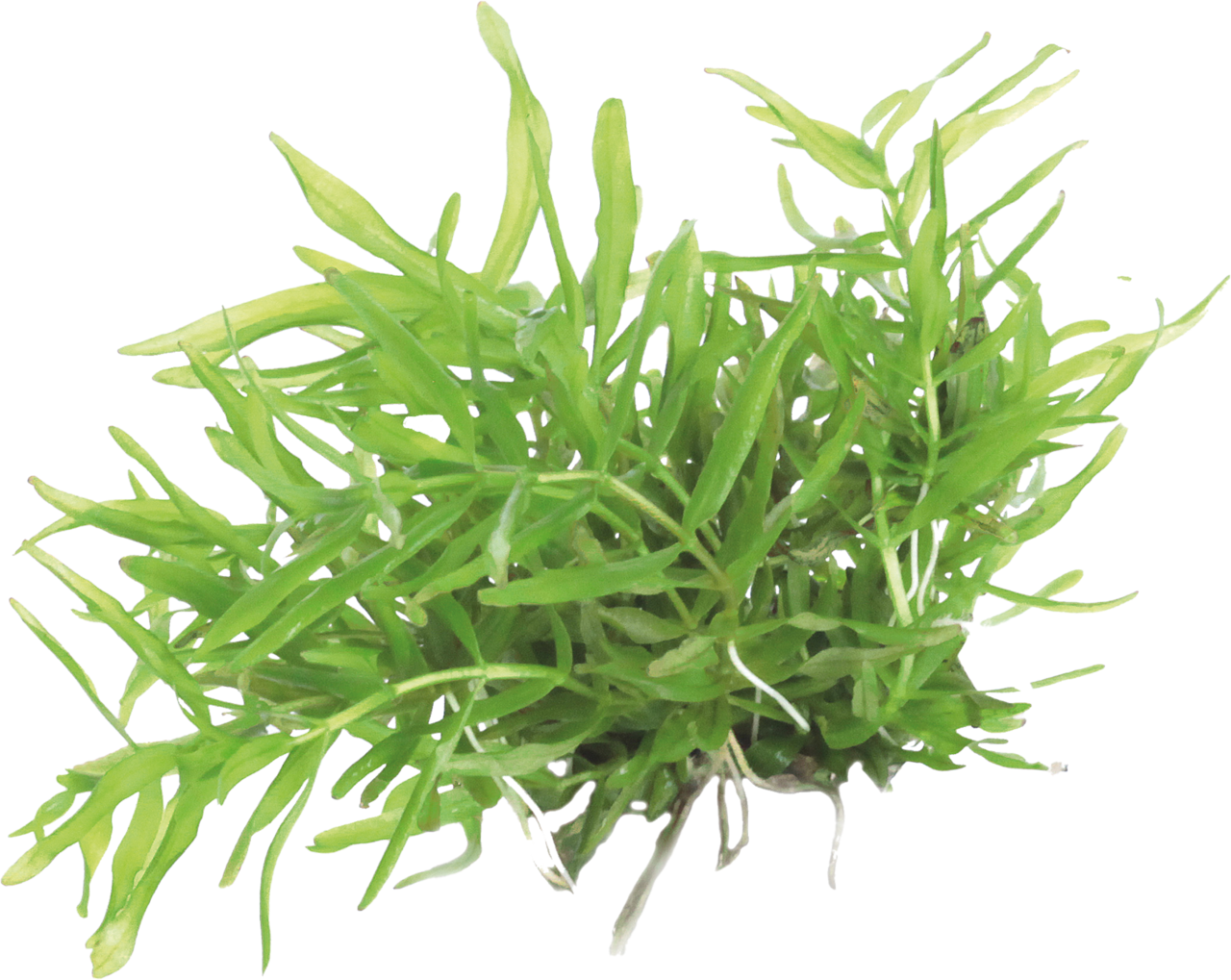 Aquafleur Didiplis diandra Easy Grow