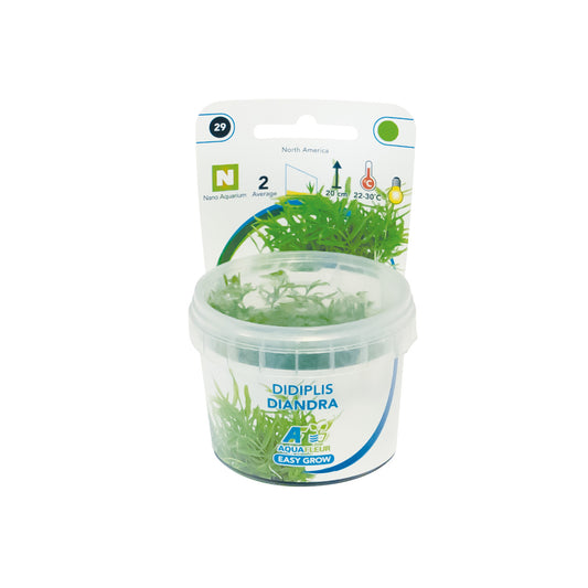 Aquafleur Didiplis diandra Easy Grow