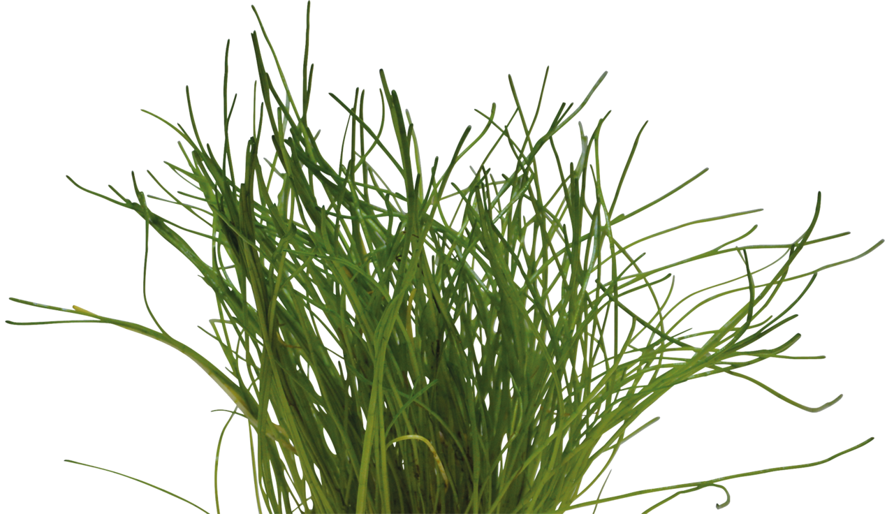 Aquafleur Lilaeopsis mauritiana Easy Grow