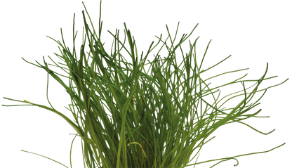Aquafleur Lilaeopsis mauritiana Easy Grow