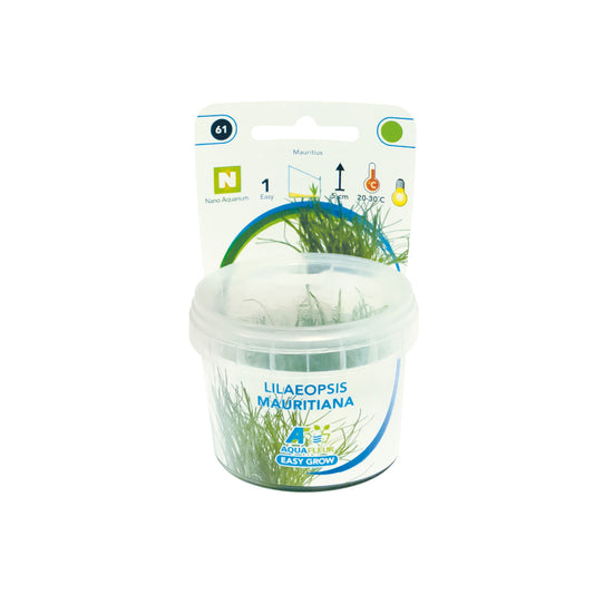 Aquafleur Lilaeopsis mauritiana Easy Grow