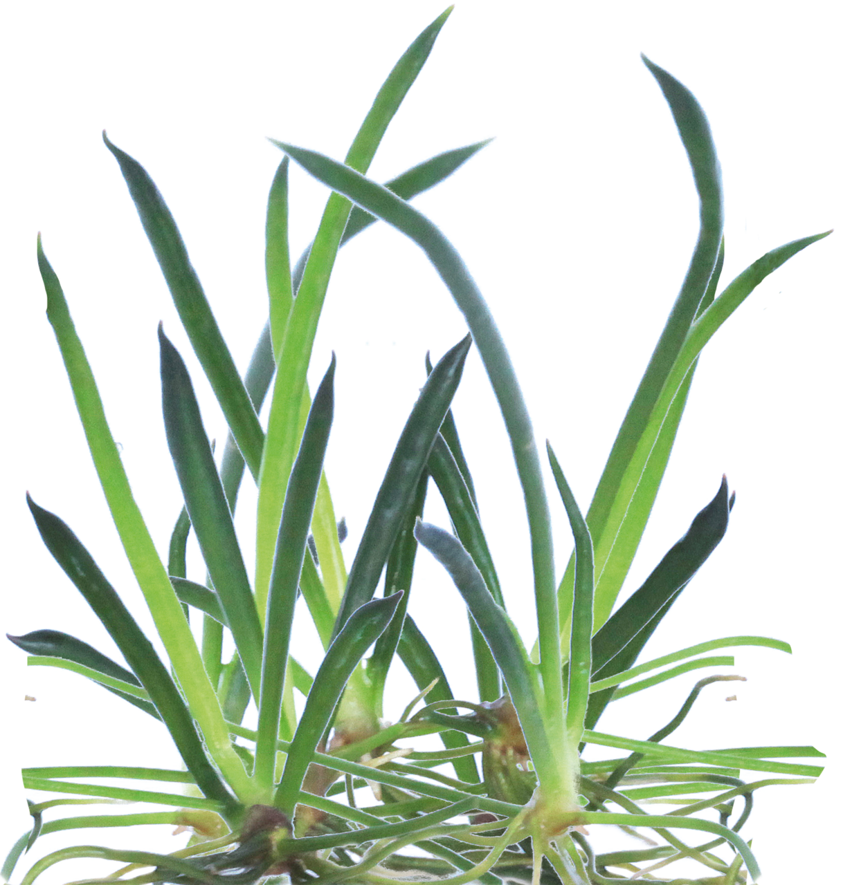 Aquafleur Littorella uniflora Easy Grow