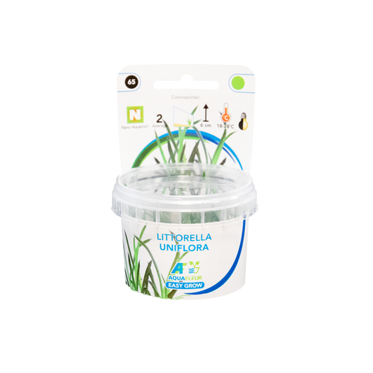 Aquafleur Littorella uniflora Easy Grow