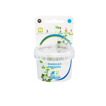 Aquafleur Marsilea crenata Easy Grow