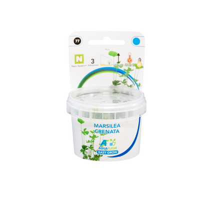 Aquafleur Marsilea crenata Easy Grow
