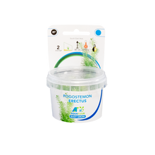 Aquafleur Pogostemon erectus Easy Grow