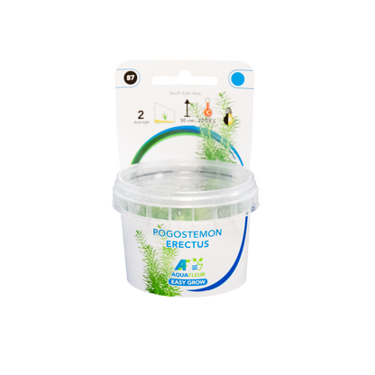 Aquafleur Pogostemon erectus Easy Grow
