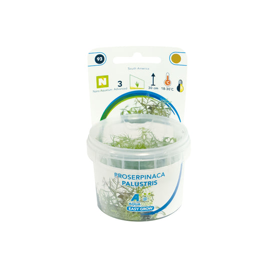 Aquafleur Proserpinaca palustris Easy Grow