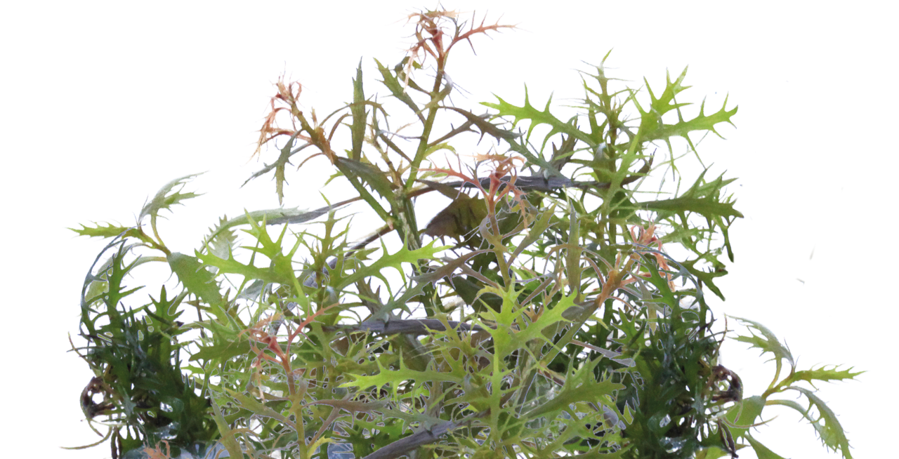 Aquafleur Proserpinaca palustris Easy Grow