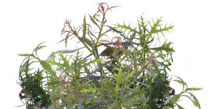 Aquafleur Proserpinaca palustris Easy Grow