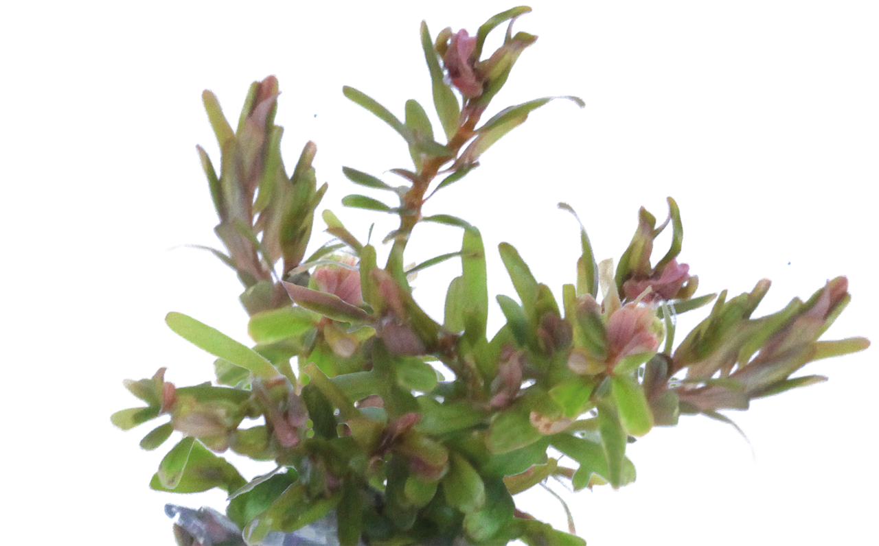 Aquafleur Rotala rotundifolia H'ra Easy Grow